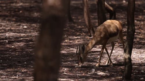Jovem gazela na natureza