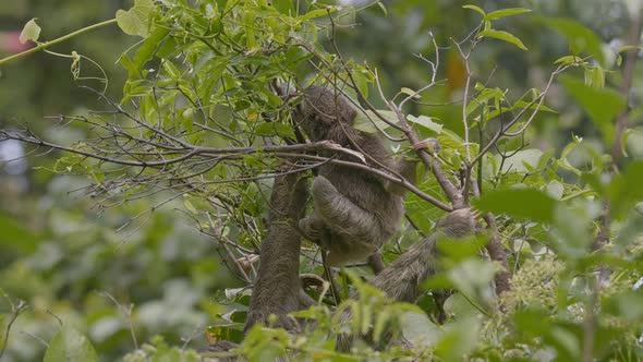 Three-toed sloths in their natural habitat on the lush Caribbean coast ...