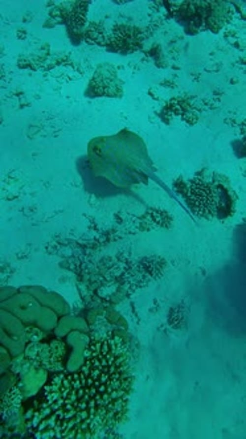 Blue Spotted Stingray Swimming Over Coral Reef