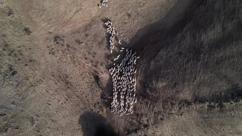 Drone rising high above a large flock of white sheep in the countryside during the day. Galdar, Cana