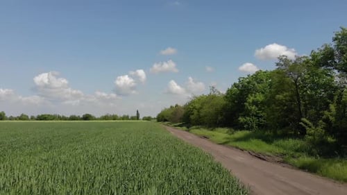 green barley and wheat fields aerial view