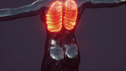 3D Animation of Human Lungs and Respiratory System
