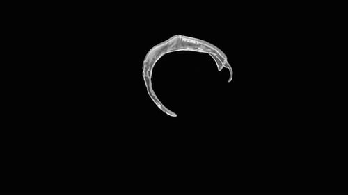 Water Splash Circle Animation for Fluid Reveals