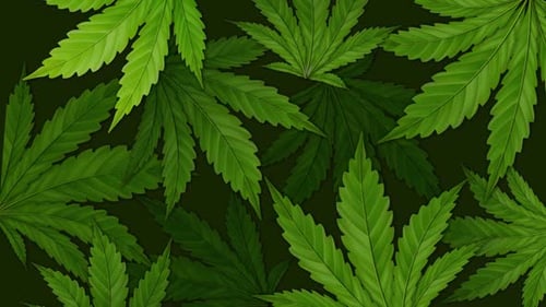 Flowing Green Marijuana Leaves Animation