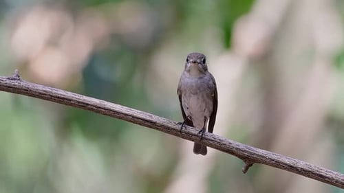 Der Asian Brown Flycatcher ist ein kleiner Sperlingsvogel, der in Japan, Himalaya und Sibirien brütet; migr