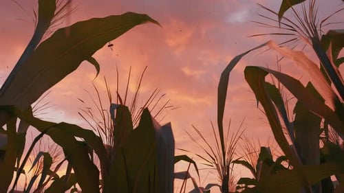 Cornfield Sunset Fly Through with Golden Hour Sky