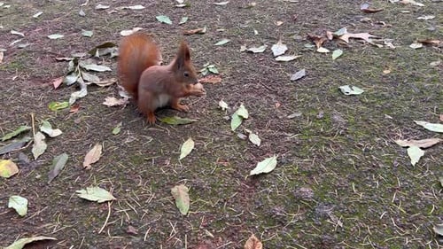A brown squirrel finds a walnut in an autumn park.