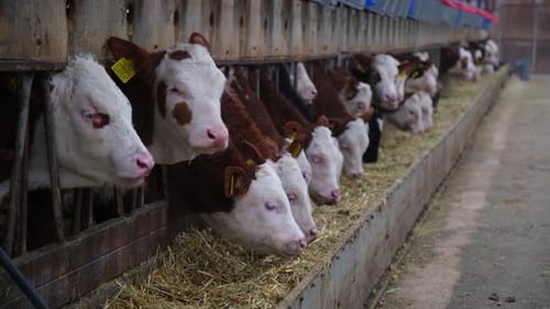 Calves Feeding Line in Dairy Farm, Automated Livestock Feeding System