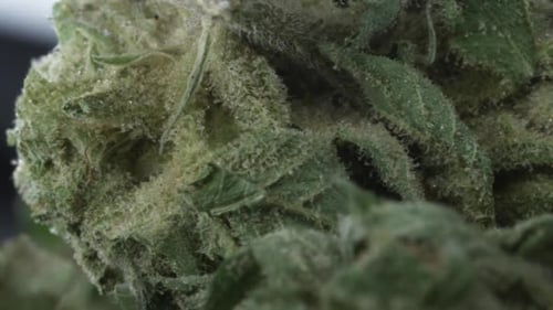 Durch die getrockneten Blüten von Makro-Cannabis und Marihuana schwenken