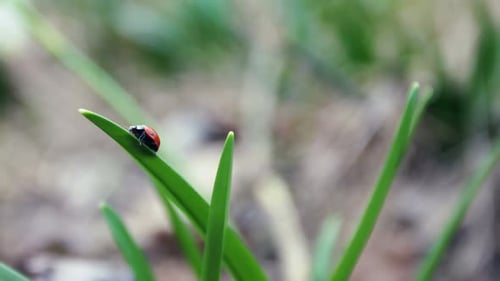 Ladybug Climbing on a Grass Straw
