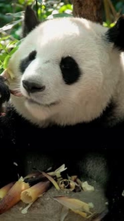 Ours panda géant mangeant du bambou