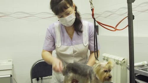 Hund im Tierpflegesalon