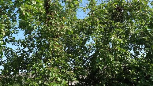 Swarm of Bees in a Green Tree