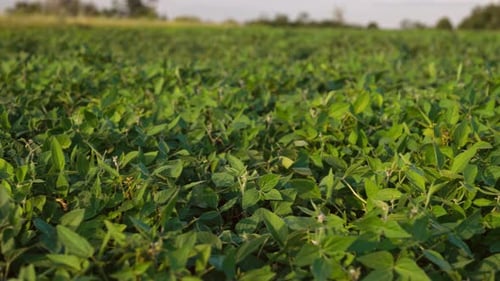 Cultivated Soybean Field Ripening at Summer Season Soy Plantation Closeup