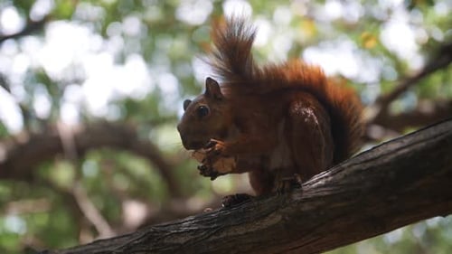 Close-up of a cute squirrel eating a nut on a branch of a tree