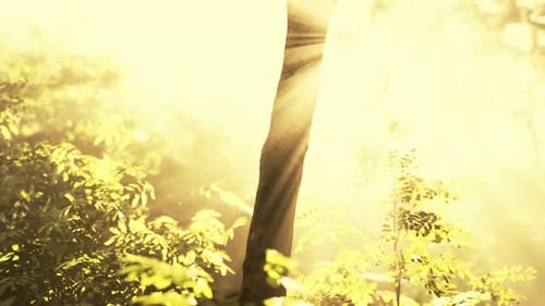 Sonne scheint in den Tropenwald