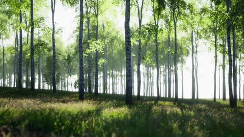 Birch Trees Standing Tall in Forest Grove