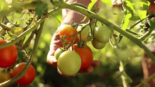 Harvesting tomatoes. Close up of older female farmer's hands plucks a red fresh ripe tomato
