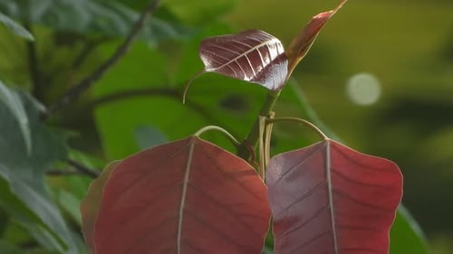 Leaf - gold - green .