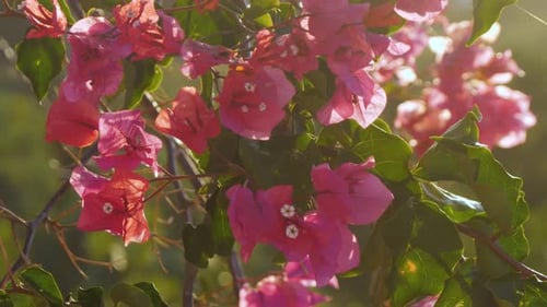 Close-up of pretty pink Bougainvillea flowers on branch with sunlight