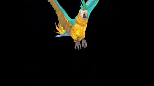Flying Blue Yellow Macaw Alpha Channel Animation