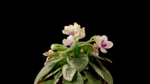 Time Lapse of Growing and Opening White Saintpaulia African Violet