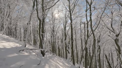 Snowy Forest