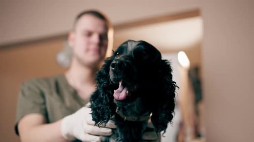 Closeup of the Muzzle of a Black Spaniel in a Veterinary Clinic the Doctor Holds the Dog