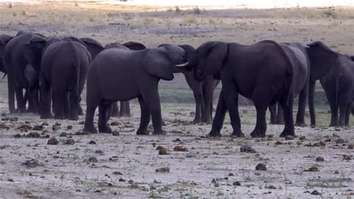 Elephants Interacting in the African Wilderness