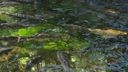 Fish Swimming In Fish Pond 2
