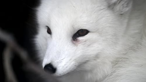 Snowy Arctic Fox with Blue Eyes in National Park Reserve During Winter Snowfall in Russia