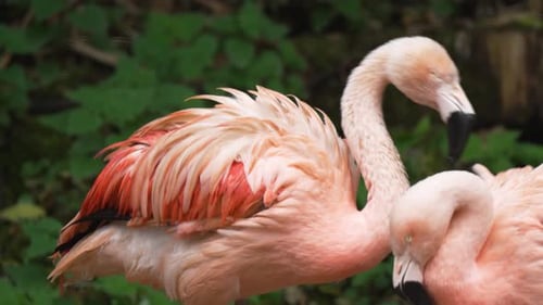 Aile d'oiseau exotique en train de lisser avec une grâce délicate Une volaille rose aux plumes éclatantes et sereines