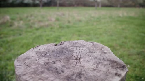 Medium wide dolly shot across the top of a tree stump showing the rings and cracks in the wood, brig
