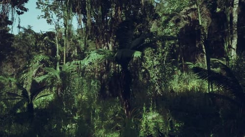 Exploring the Dense Greenery of a Jungle in Southern China at Midday