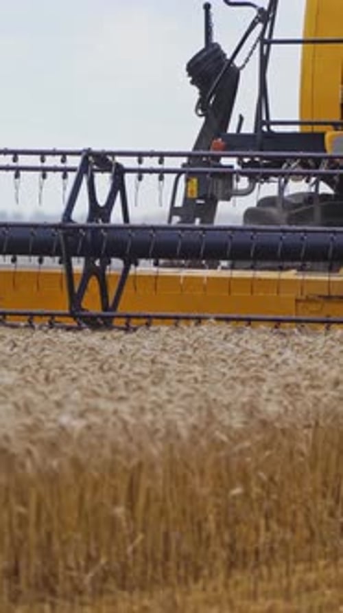Harvesting of field with combine. Farm combine harvesting ripe yellow wheat on farm Vertical video