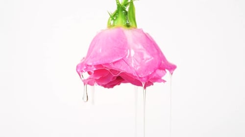 Dripping of Rose Oil, Shower Gel or Essential Oil with Rose. Idea for the Cosmetic Ethereal Oils