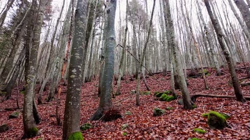 Serene Autumn Forest with Towering Trees and Leaf-Covered Ground