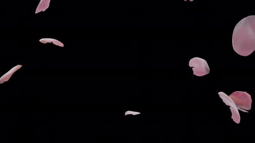 Cherry Blossom Falling 01 4K