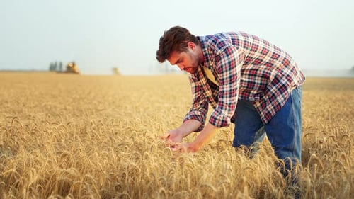 Agronomist Examining Cultivated Cereal Crop Before Harvesting in Barley Field Smiling Farmer Holding