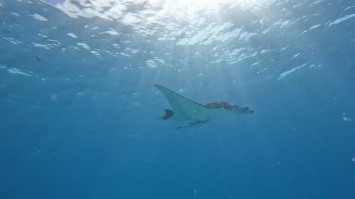 Une majestueuse raie manta océanique géante nage au-dessus d'un affleurement rocheux sous-marin