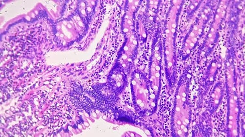 Flimmerepithel der Kieme im transversalen Schnitt an mikroskopischer Probe auf hellem Feld 200x