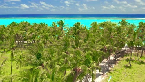 Aerial View Over Tall Palm Trees of Tropical Island Coastline with White Exotic Beach and Turquoise