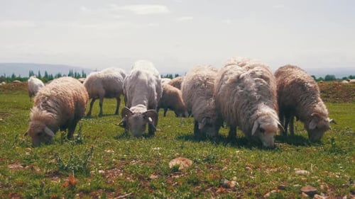 Group of Sheep Grazing in the Field