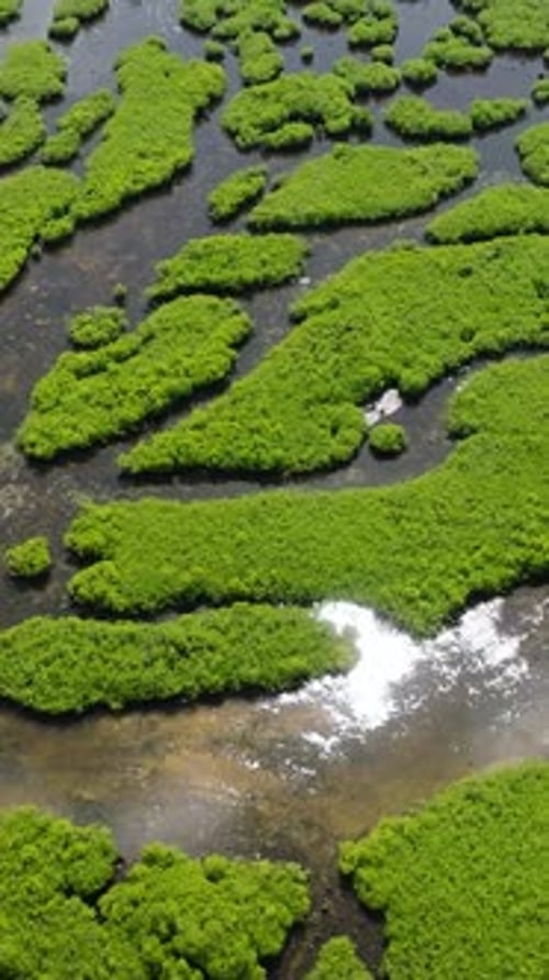 Mangrove Forest Wetland with Water Channels and Reflection Siargao Philippines