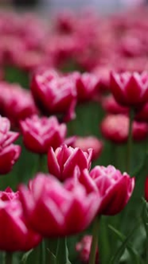 Beautiful Bright Colorful Spring Tulips Field of Tulips Tulip Flowers Blooming in the Garden Panning