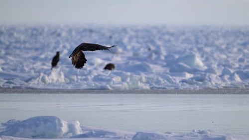White-Tailed Eagle Hunting Fish in Hokkaido, Japan Majestic Raptor Wildlife Action Footage