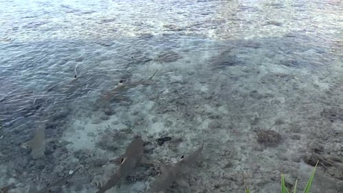 Shark fins on water surface
