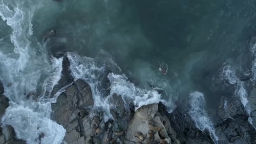 Luftaufnahme von oben nach unten auf Robben und Seelöwen, die sich an einem felsigen Strand ausruhen