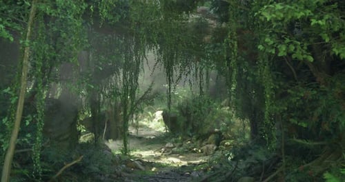 Lush Green Forest Pathway Surrounded By Dense Vegetation and Mist