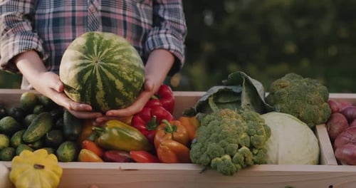 Farmer Holding Ripe Watermelon Over Vegetable Counter Farmer's Market Trading